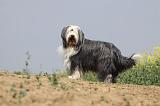 BEARDED COLLIE 161